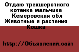 Отдаю трехшерстного  котенка мальчика - Кемеровская обл. Животные и растения » Кошки   